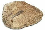 Dinosaur (Triceratops) Frill Shield Section - Montana #338926-1